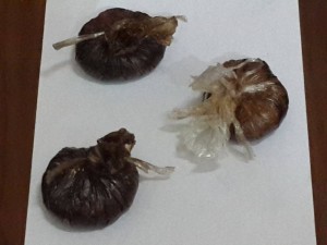 1911272_1435164926723555_8718692940343035919_o