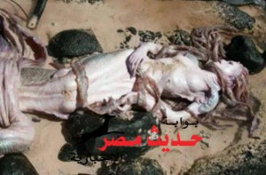 10294292_707962329252316_104103941043628265_n