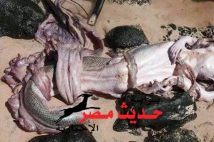 10457859_707962235918992_6953704528071887574_n